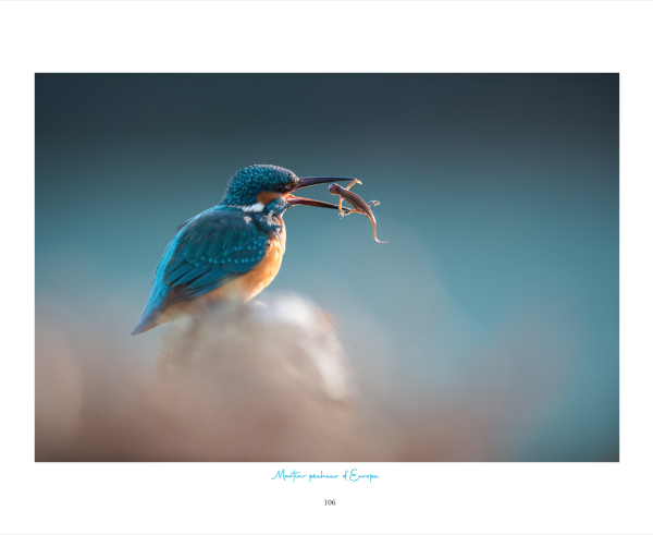 Corrèze Sauvage, d’Aurores en Crépuscules – Image 4