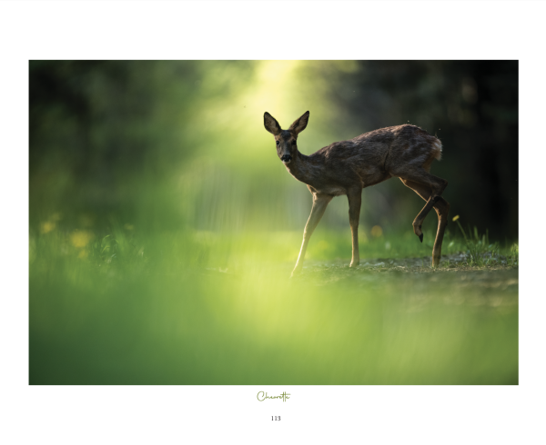 Corrèze Sauvage, d’Aurores en Crépuscules – Image 5