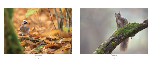 Corrèze Sauvage, d’Aurores en Crépuscules – Image 6