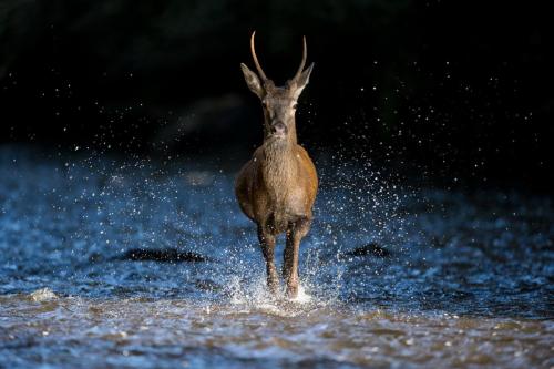 Cerf élaphe