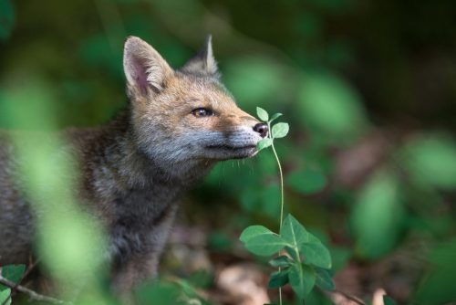 Renard roux