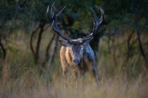 Cerf élaphe