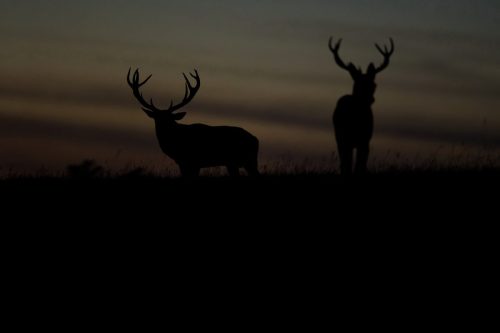 Cerf élaphe