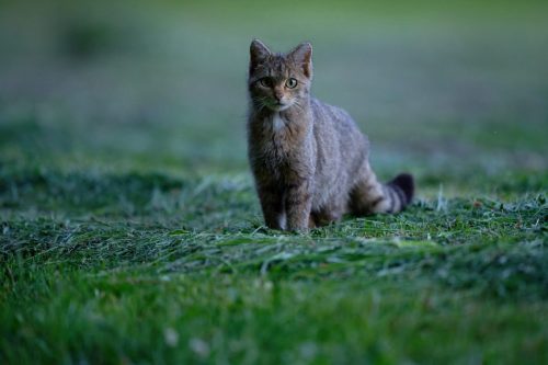 Chat forestier