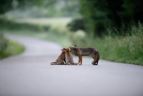 Renard roux