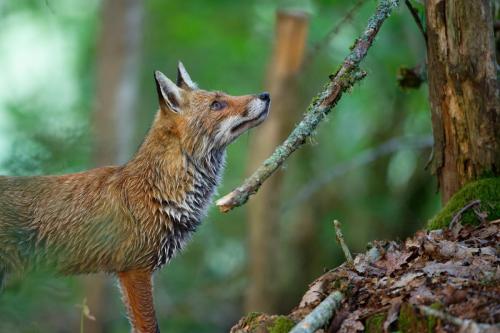 Renard roux